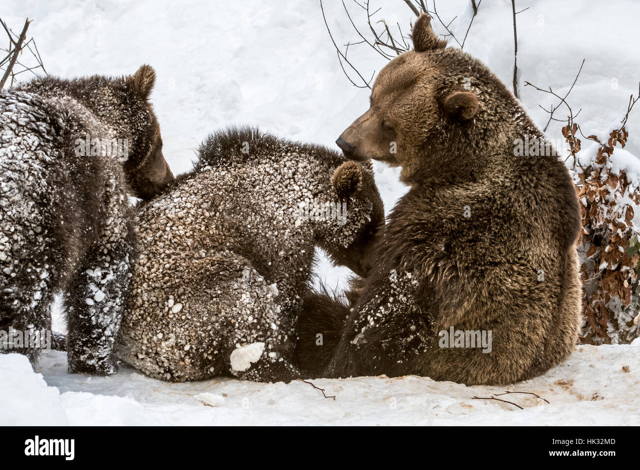 Oso Pardo hembra cochinillo de dos 1-año-viejo cubs (Ursus arctos arctos) en la nieve en invierno Foto de stock
