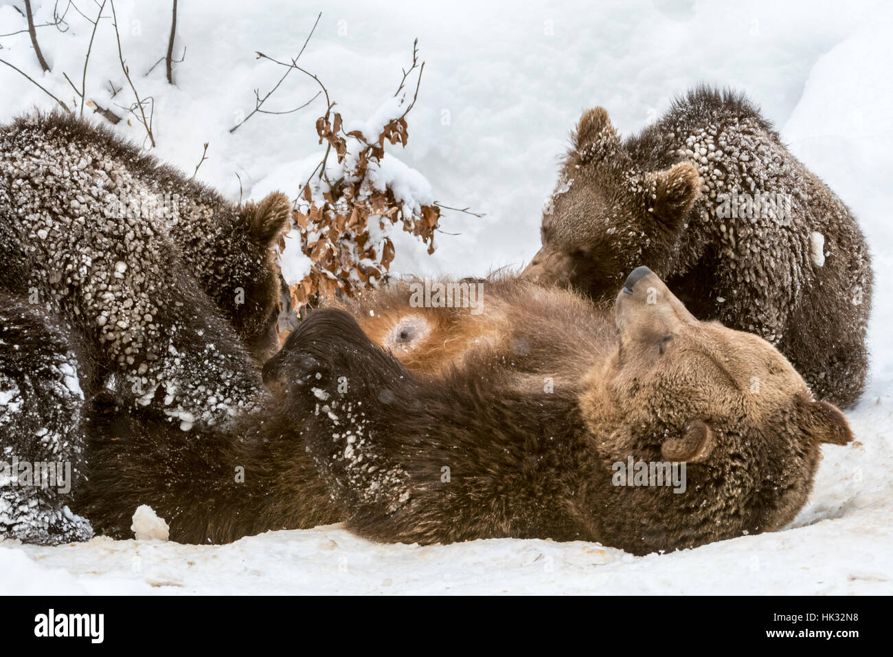 Oso Pardo hembra cochinillo de dos 1-año-viejo cubs (Ursus arctos arctos) mientras está acostada sobre su espalda en la nieve en invierno Foto de stock