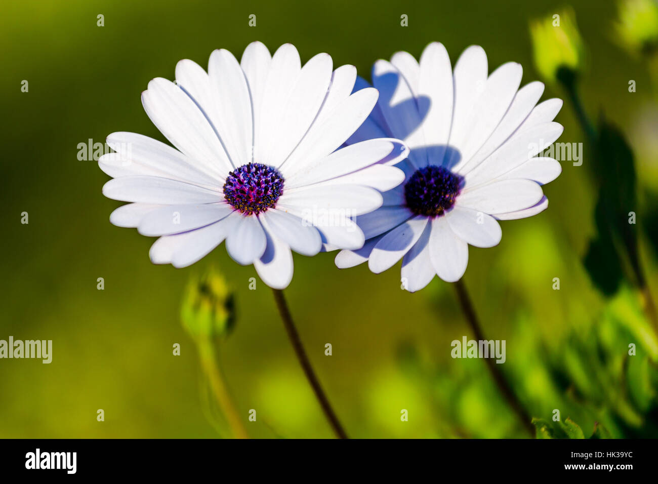 Osteospermum blanco con centro morado fotografías e imágenes de alta  resolución - Alamy