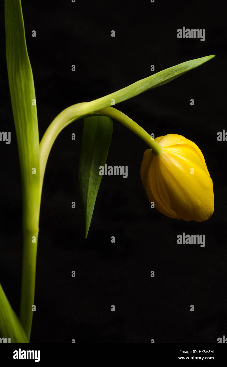 Un hermoso conjunto tulipán amarillo vueltas bashfully lejos de la vista sobre fondo negro Foto de stock