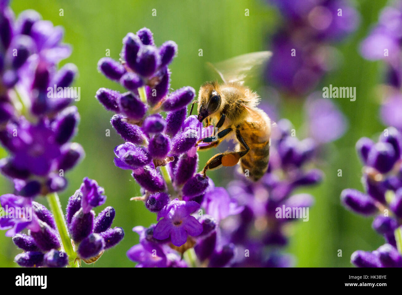 Un carniolan de abejas (Apis mellifera Carnica) está recogiendo néctar en un violeta lavanda (Lavandula) flor Foto de stock