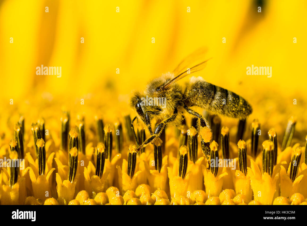Un carniolan de abejas (Apis mellifera Carnica) está recogiendo néctar en un común de girasol (Helianthus annuus) flor Foto de stock