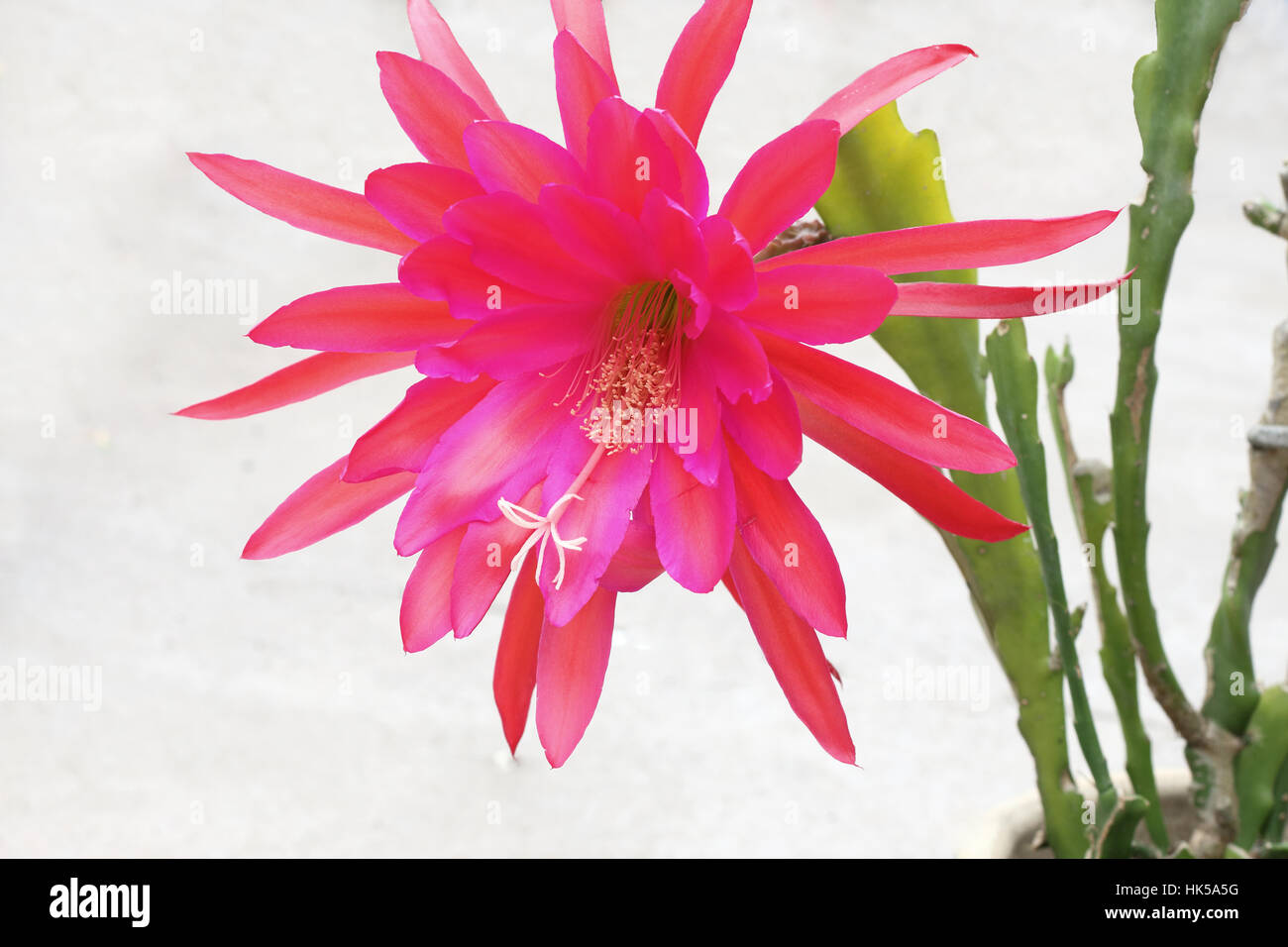 Cerca de los capullos de rosa o rojo brillante o Epiphyllum conocido como cactus  Orquídea, aislado Fotografía de stock - Alamy