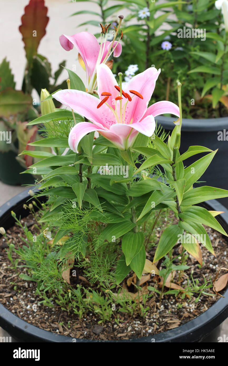 Blooming Lilium o lirios creciendo en una maceta Fotografía de stock - Alamy