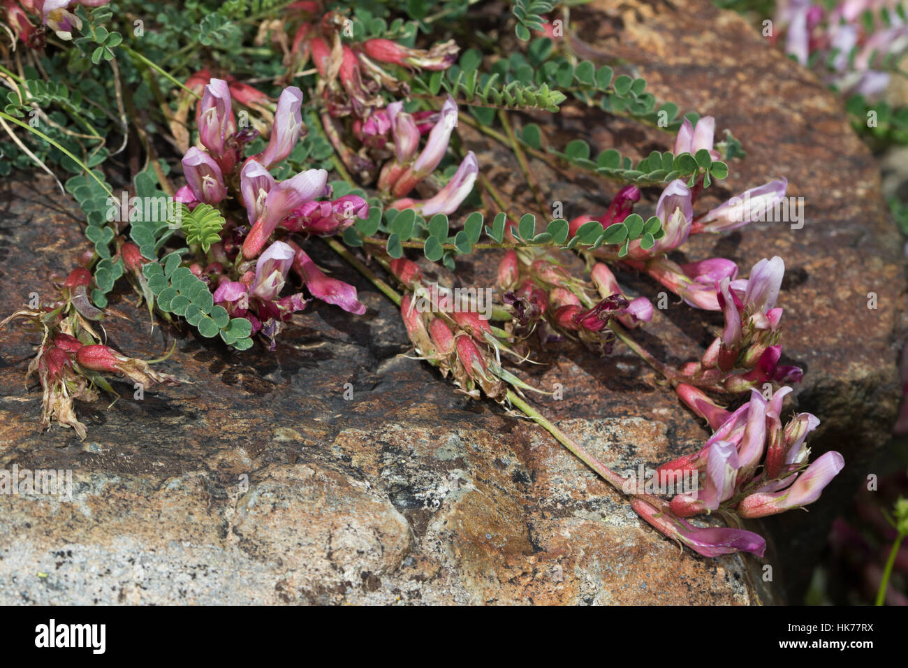 Astragalus incanus (Fabaceae) flores Foto de stock