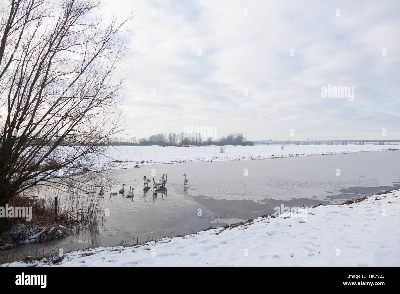 La familia swan sobre hielo en floodplanes del río Rin, cerca de doorwerth en Holanda con la autopista A50 en el fondo Foto de stock