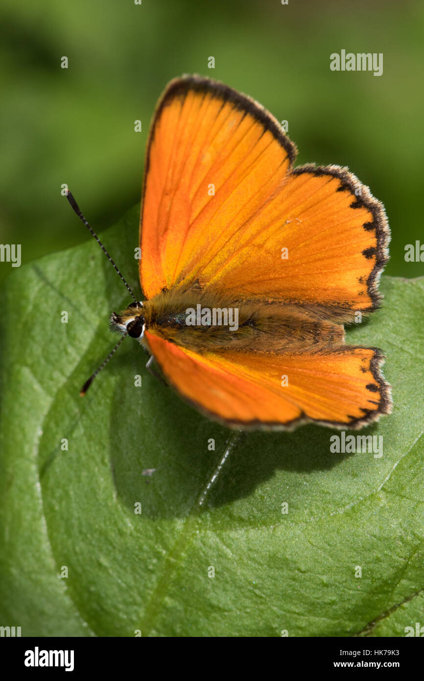 Cobre (Heodes virgaureae escasos) butterfly asoleándose en una hoja Foto de stock