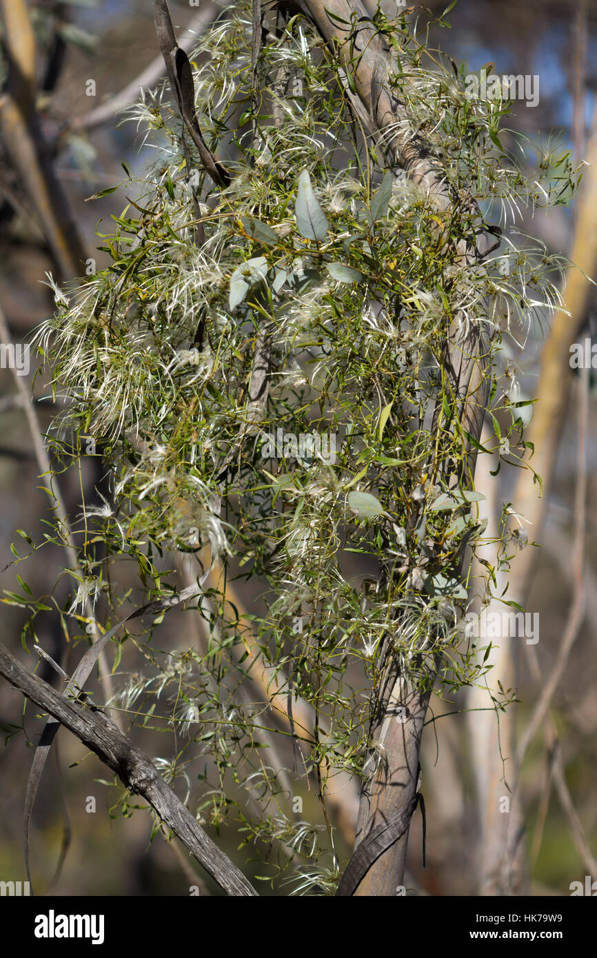 Pequeña dejados Clematis (Clematis microphylla) vid en flor Foto de stock