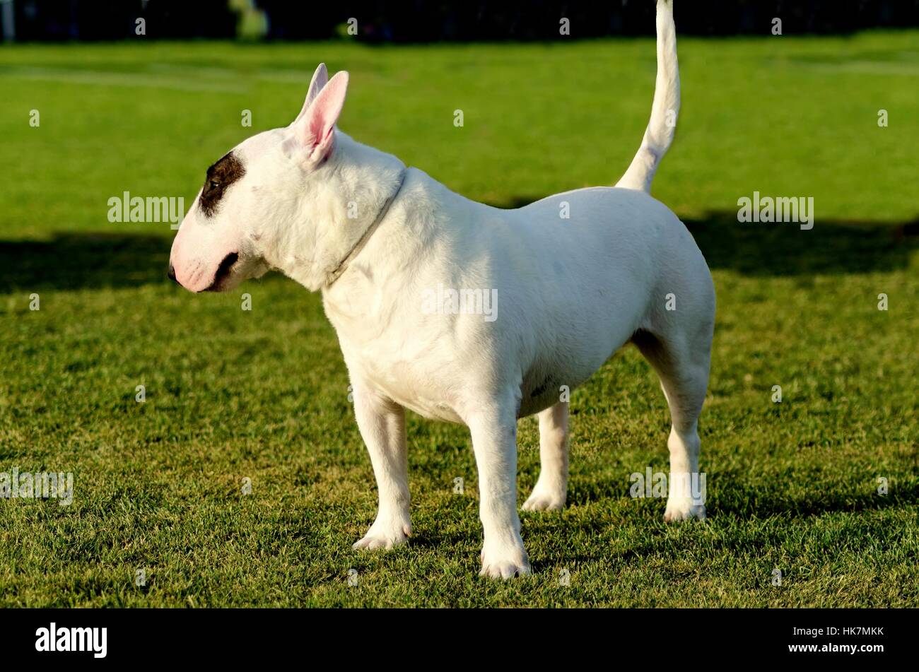 Animal, bull terrier, perro, ovalada, en casa, piso, apartamento, blanco,  de cabeza Fotografía de stock - Alamy