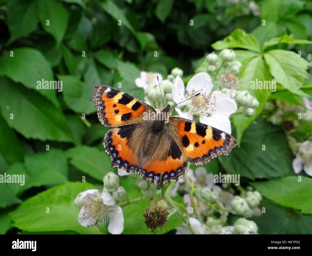 Las mariposas, polillas, mariposas nocturnas, kleiner Fuchs, Nymphalis urticae tagfalter, Foto de stock