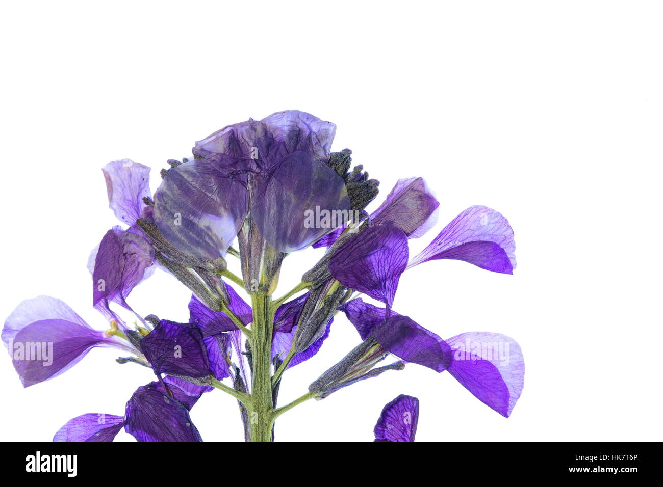 Flor Azul diseño de fondo Foto de stock