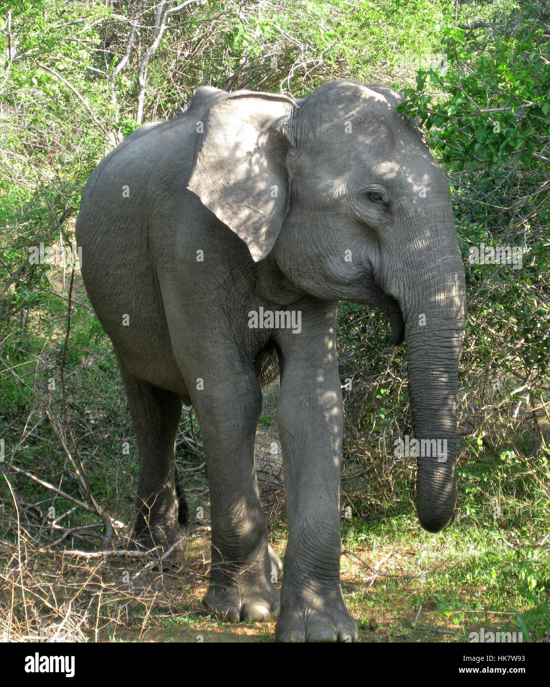 Un elefante salvaje de Sri Lanka (Elephas maximus maximus) una de las tres subespecies reconocidas del elefante asiático - fotografiado en el medio silvestre en Sri Lanka Foto de stock