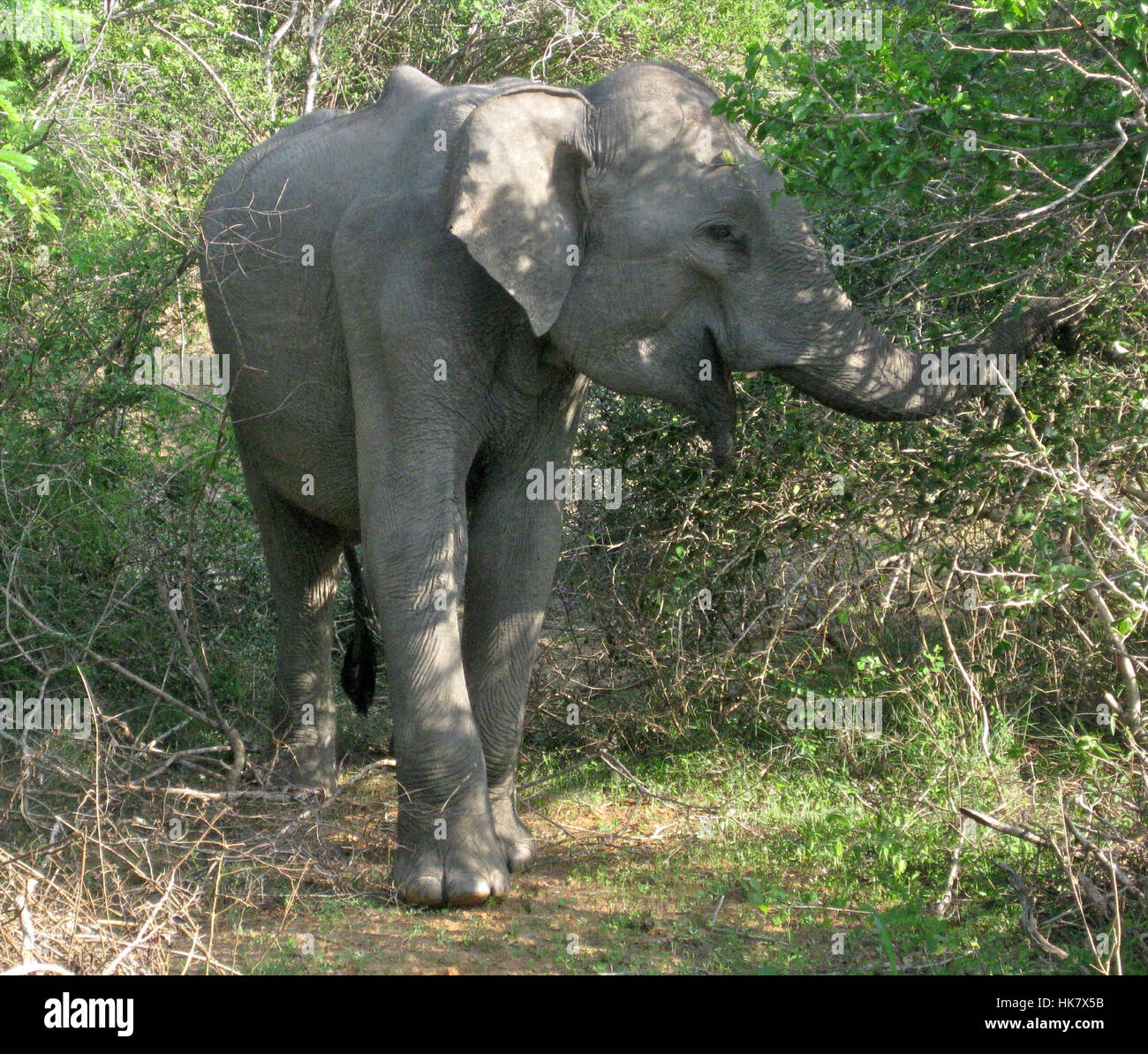 Un elefante salvaje de Sri Lanka (Elephas maximus maximus) una de las tres subespecies reconocidas del elefante asiático - fotografiado en el medio silvestre en Sri Lanka Foto de stock