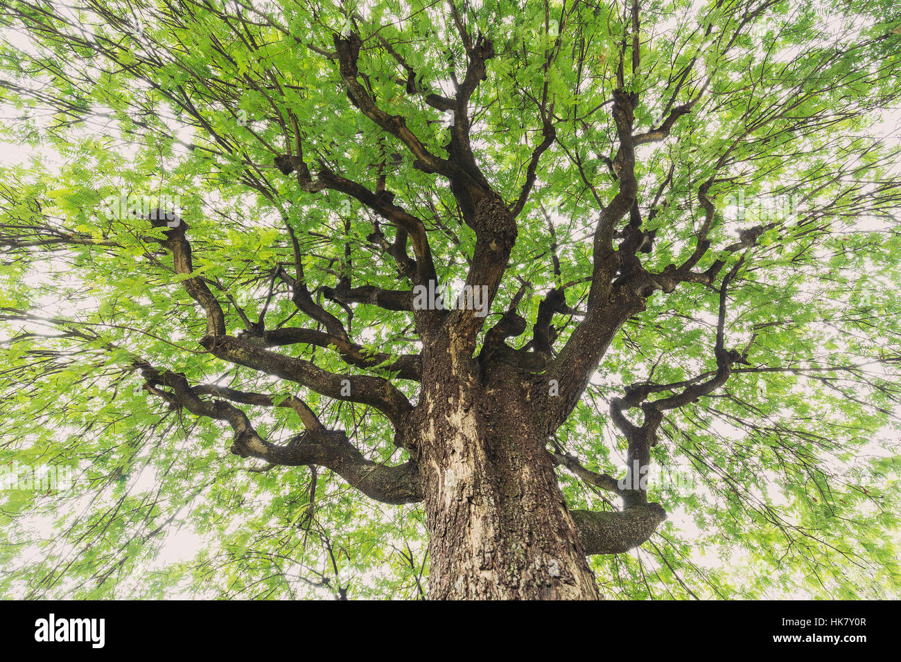 Un aspecto de gran Tamarind Tree tiene una amplia expansión ramas y hojas verdes frescas rodean en la parte superior con el cielo azul como fondo. Foto de stock