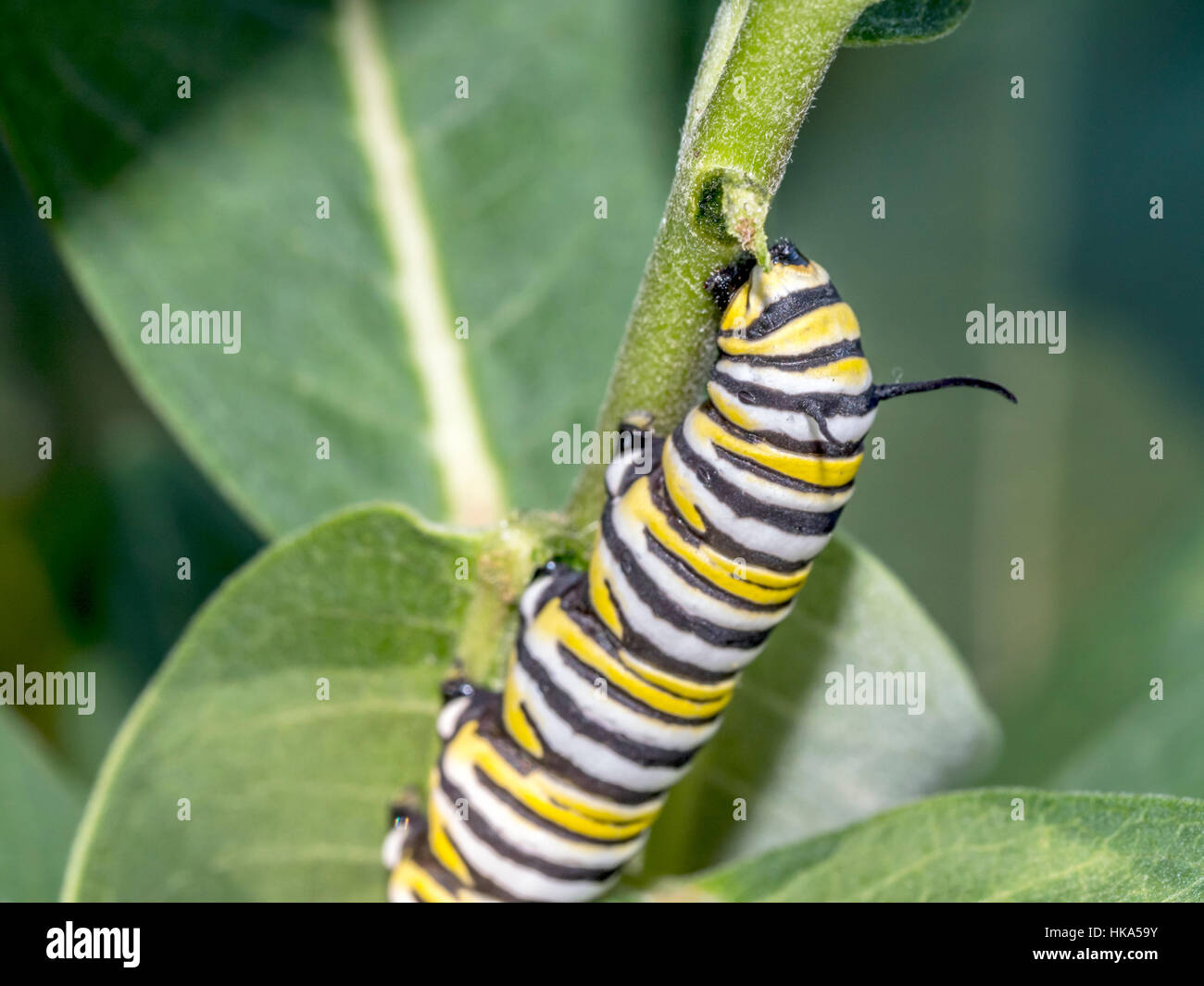 Las orugas son las larvas de miembros del orden Lepidoptera Foto de stock