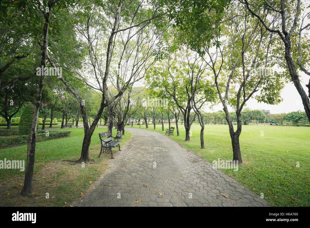 Pasillo interior verde público parque rodeado por árboles pequeños y el pasto verde del suelo. Vintage de hierro bancas poner a la izquierda y derecha de la pasarela. Foto de stock