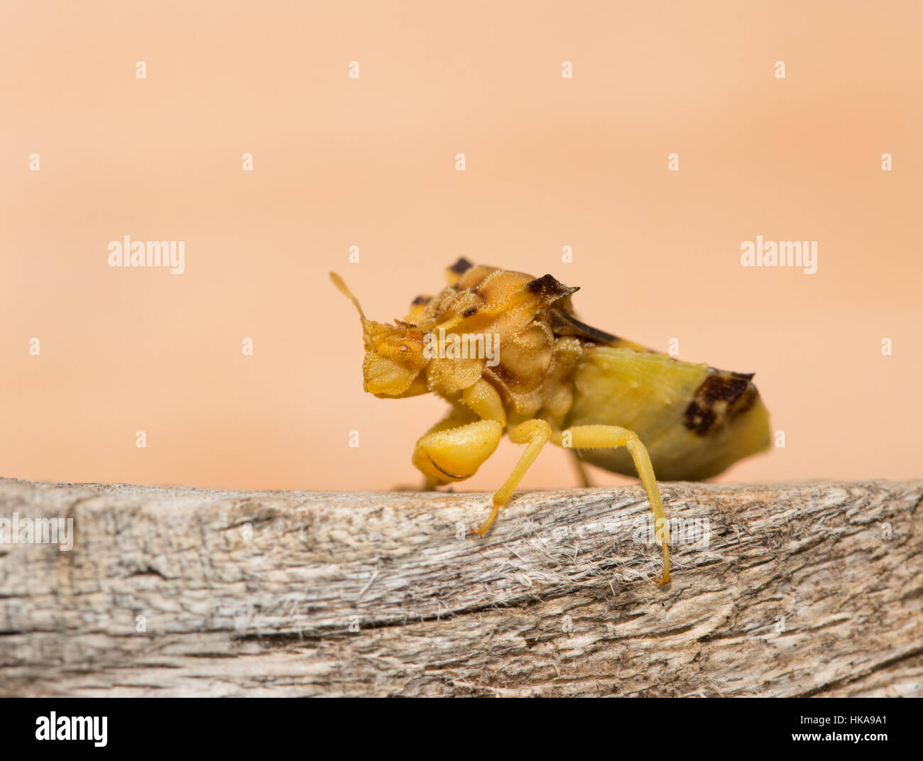 Pre-histórico buscando Jagged Ambush bug sobre un trozo de madera Foto de stock