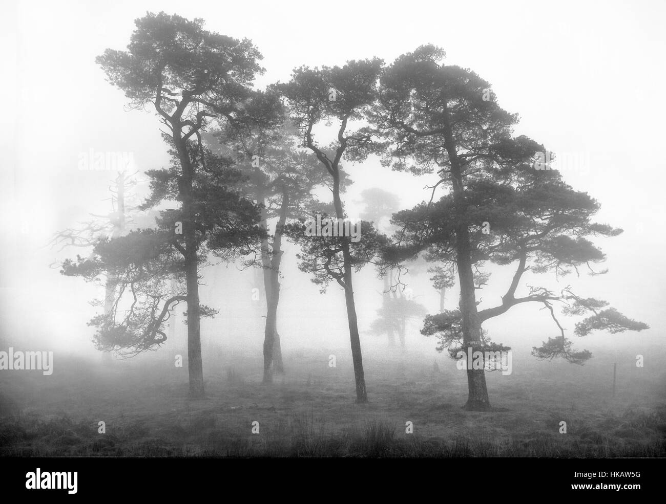 Los árboles en la niebla en el puente de la canaleta de Lancashire Foto de stock