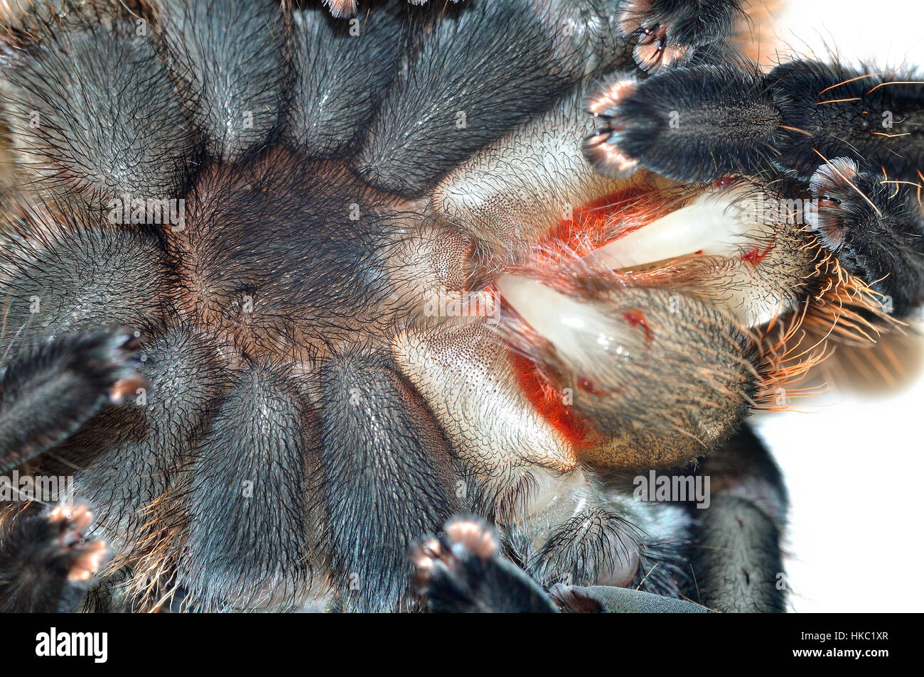 Cabello de rizo hondureño (Tliltocatl albopilosus) Tarántula mostrando sus flangs suaves después de emerger de su exoesqueleto. Foto de stock