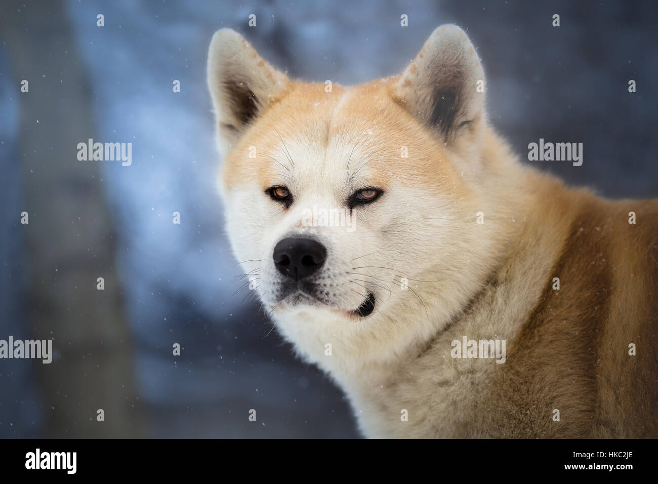 Hachiko the dog fotografías e imágenes de alta resolución - Alamy