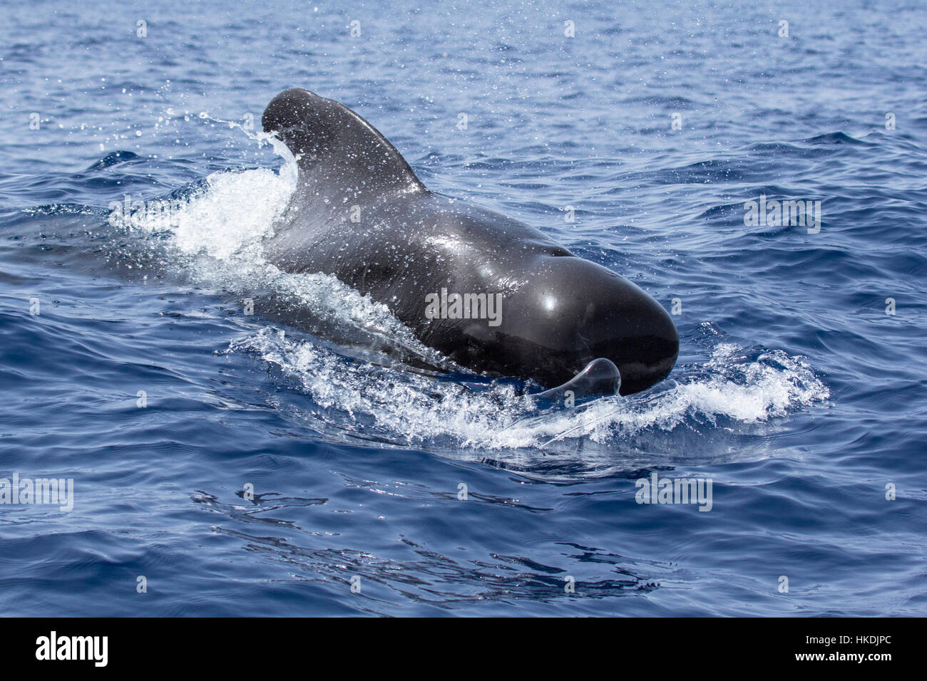 Calderón común (Globicephala melas) asfaltado, observación de ballenas, Tenerife, España Foto de stock