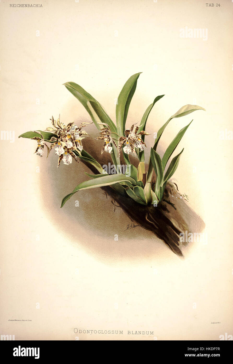 Frederick Sander Reichenbachia placa I 24 (1888) Odontoglossum blandum Foto de stock
