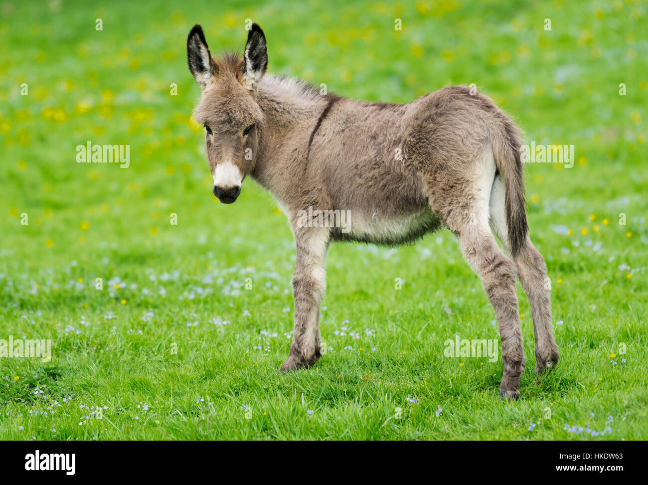 Asno doméstico (Equus asinus asinus), foal, Alemania Foto de stock