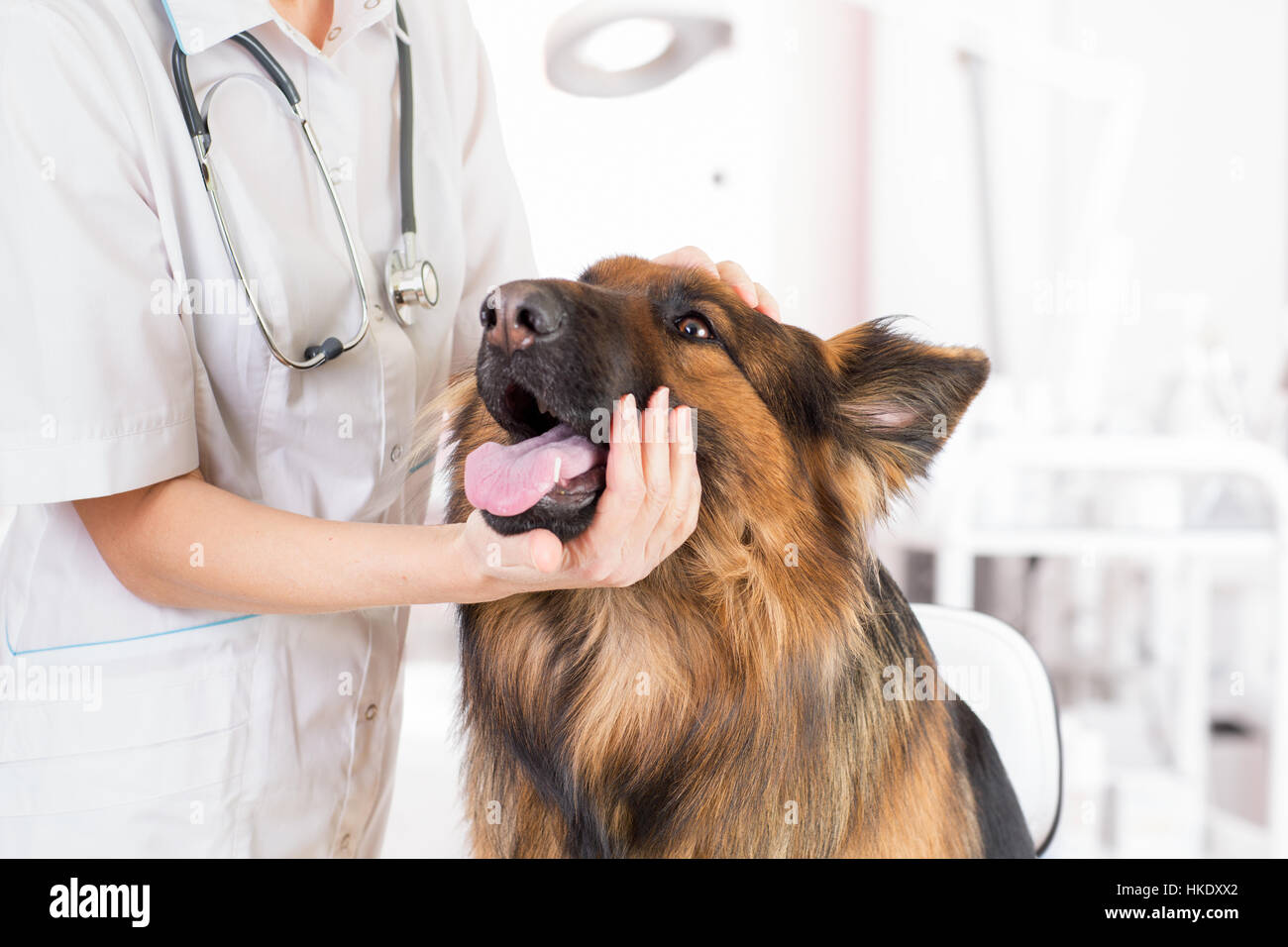 Perro clínica examen por médico veterinario en Office Foto de stock