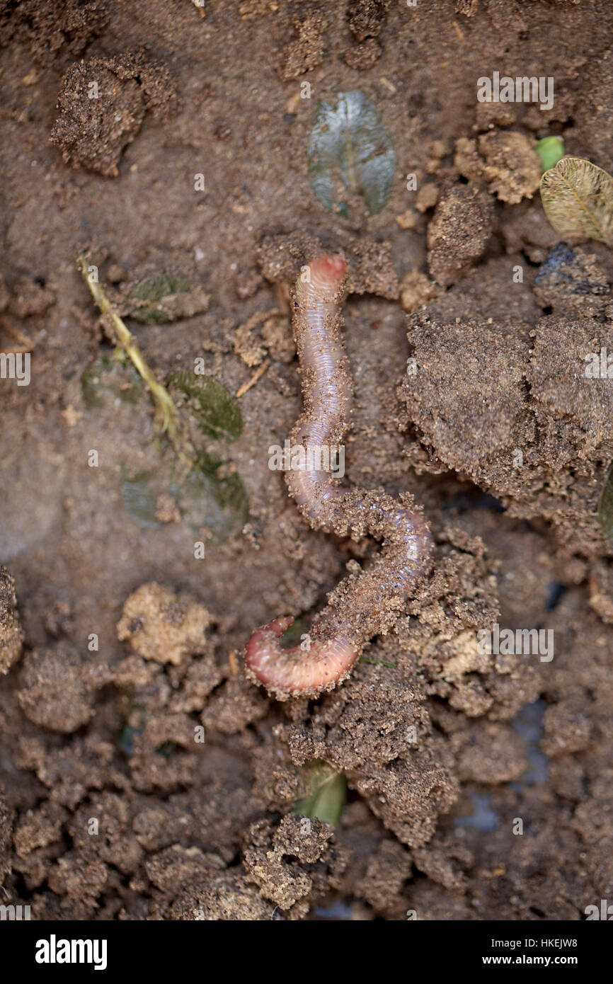 La lombriz de tierra húmeda. animal, gusano, Barro, hojas. Foto de stock