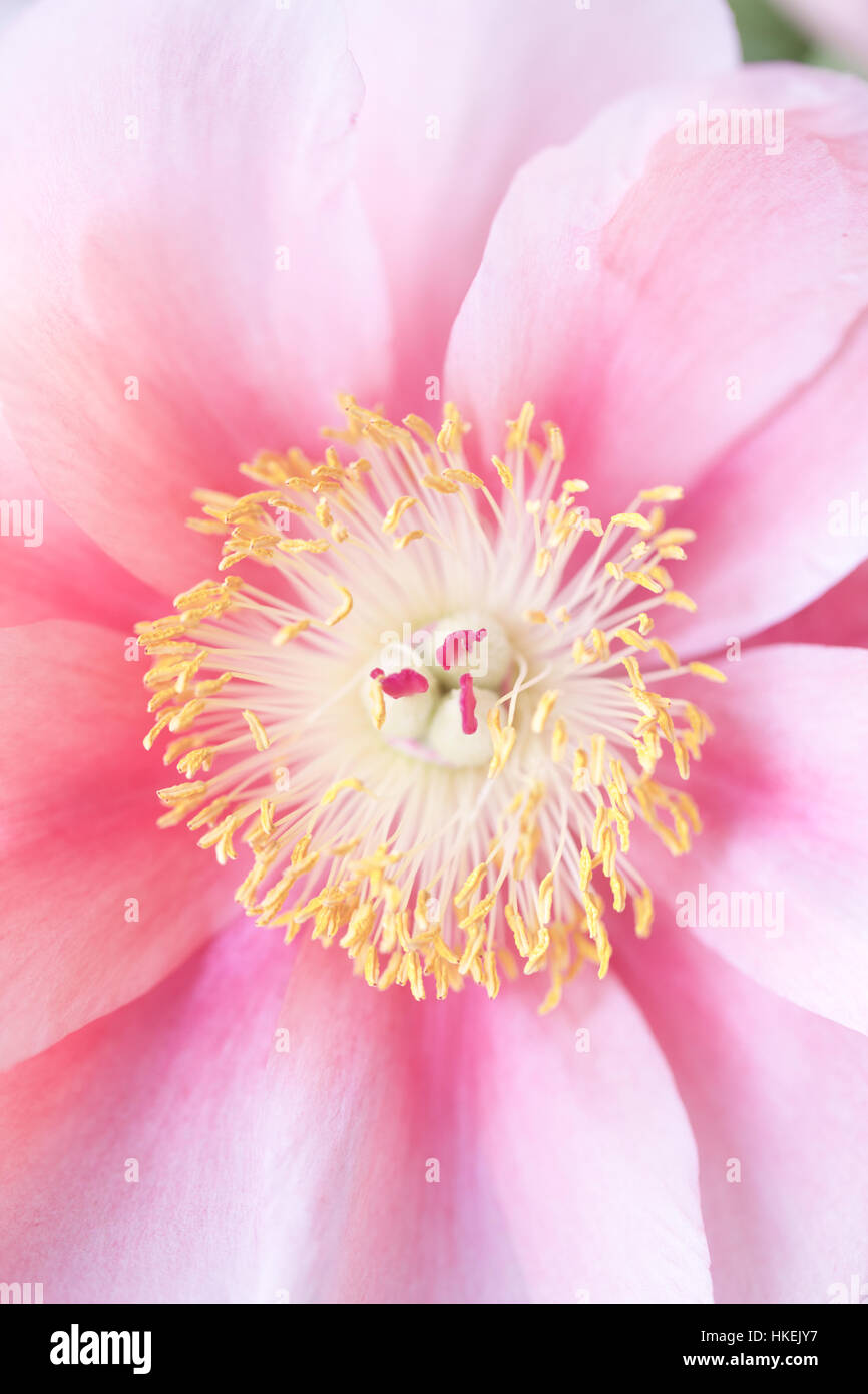 Peônias Na Mesa. Flores Vermelhas Brilhantes Nas Pernas Curtas Ficam Em Um  Vaso Transparente. Sobre A Mesa Jazem Pétalas De Peão Caídas Foto Royalty  Free, Gravuras, Imagens e Banco de fotografias. Image