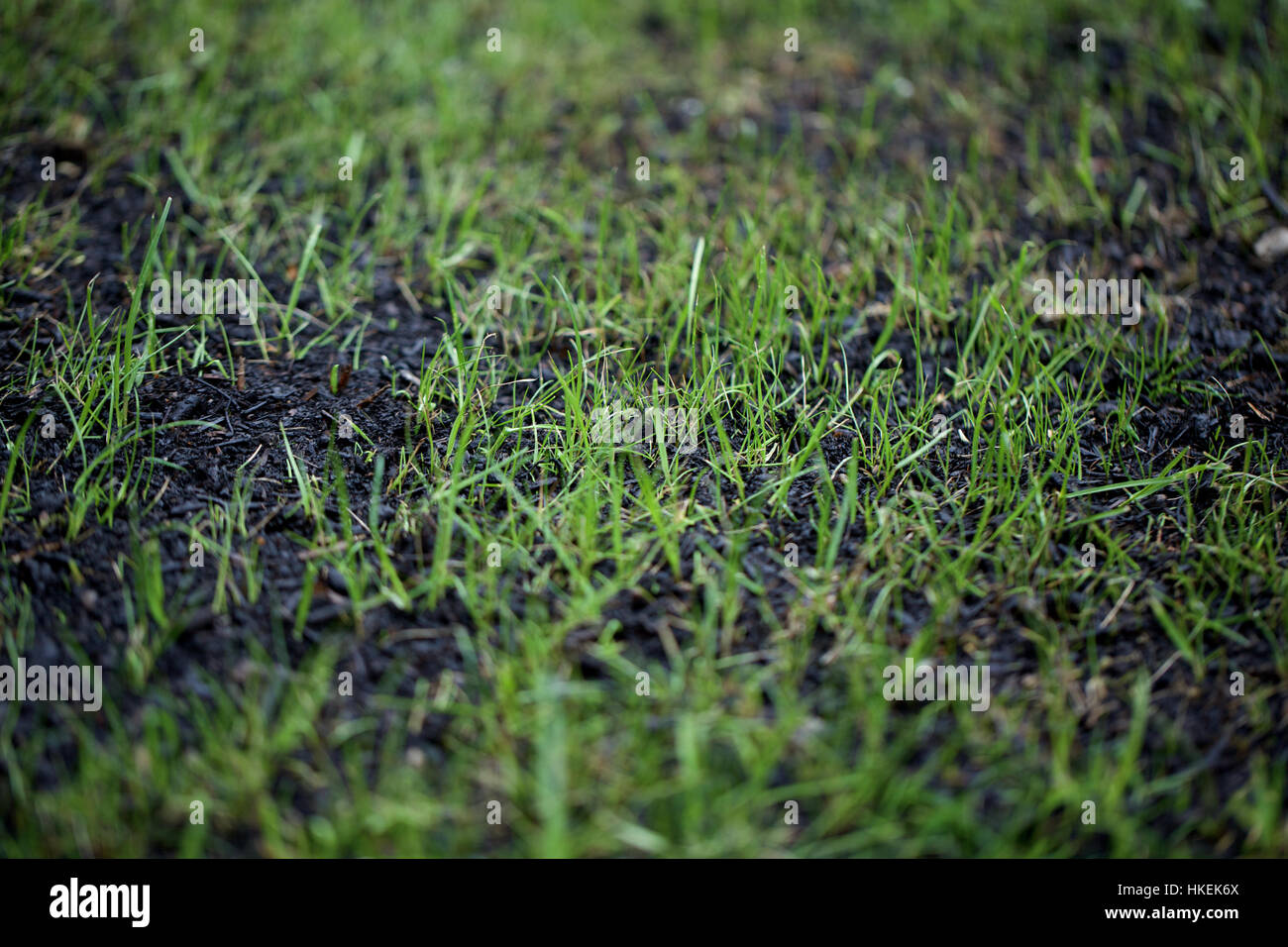 Hierba verde y barro. El suelo, el suelo de los bosques, la naturaleza del crecimiento. Foto de stock