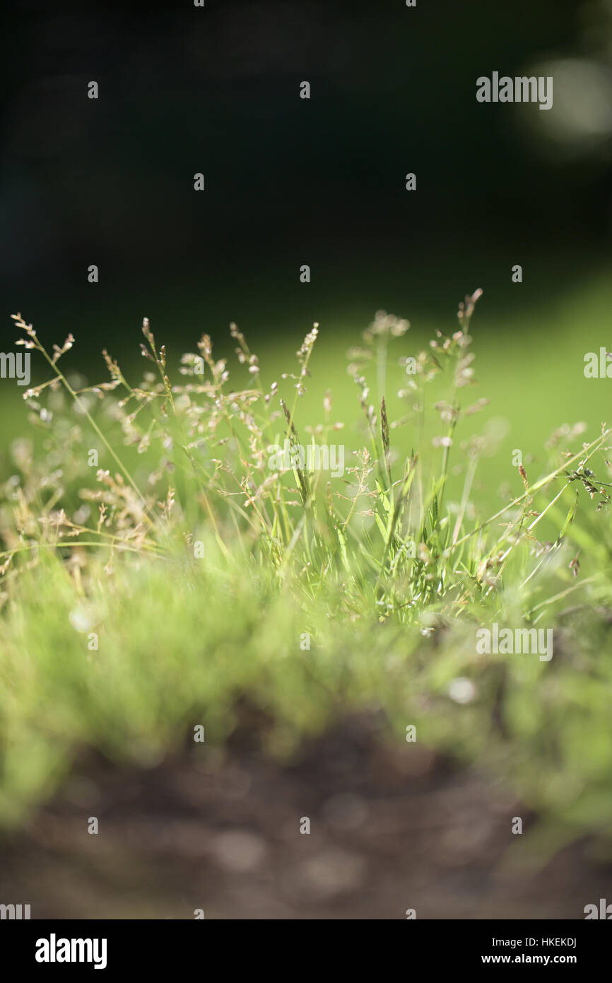 Hierba verde y flores. La naturaleza, crecimiento, botánica, el piso del bosque. Foto de stock