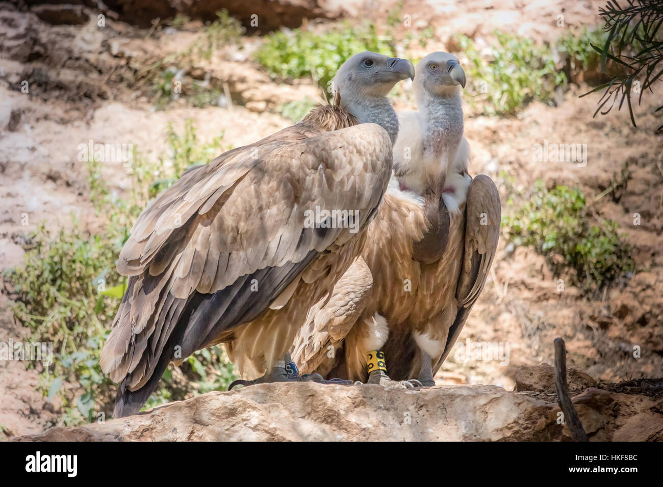 Aves de presa Foto de stock