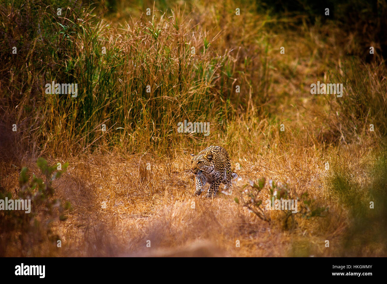 Sigilo de caza de leopardos en el Parque Nacional Kruger, Sudáfrica Foto de stock