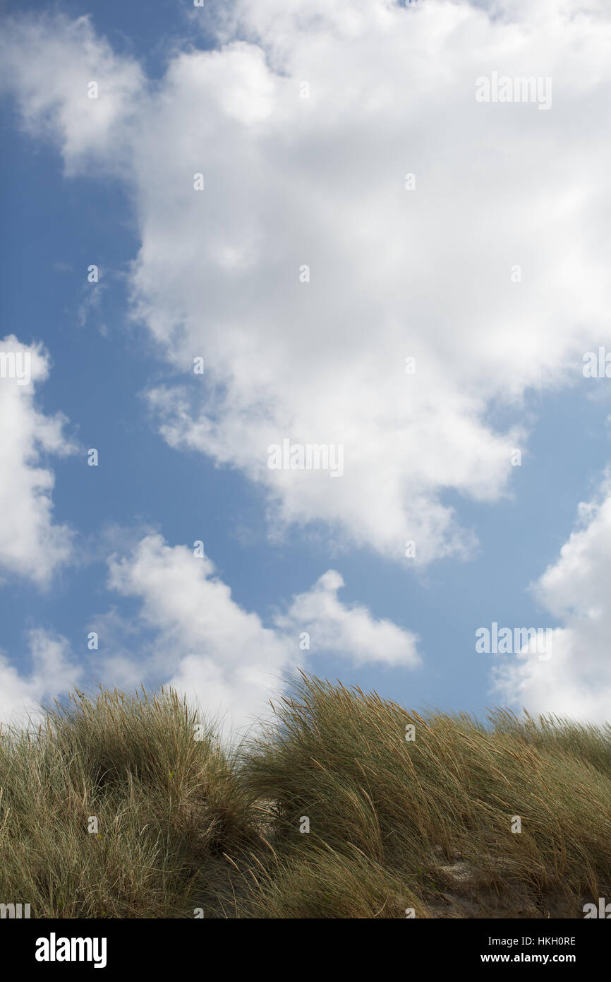 Campo de hierba y cielo azul. cloud, el crecimiento, la exuberante naturaleza. Foto de stock