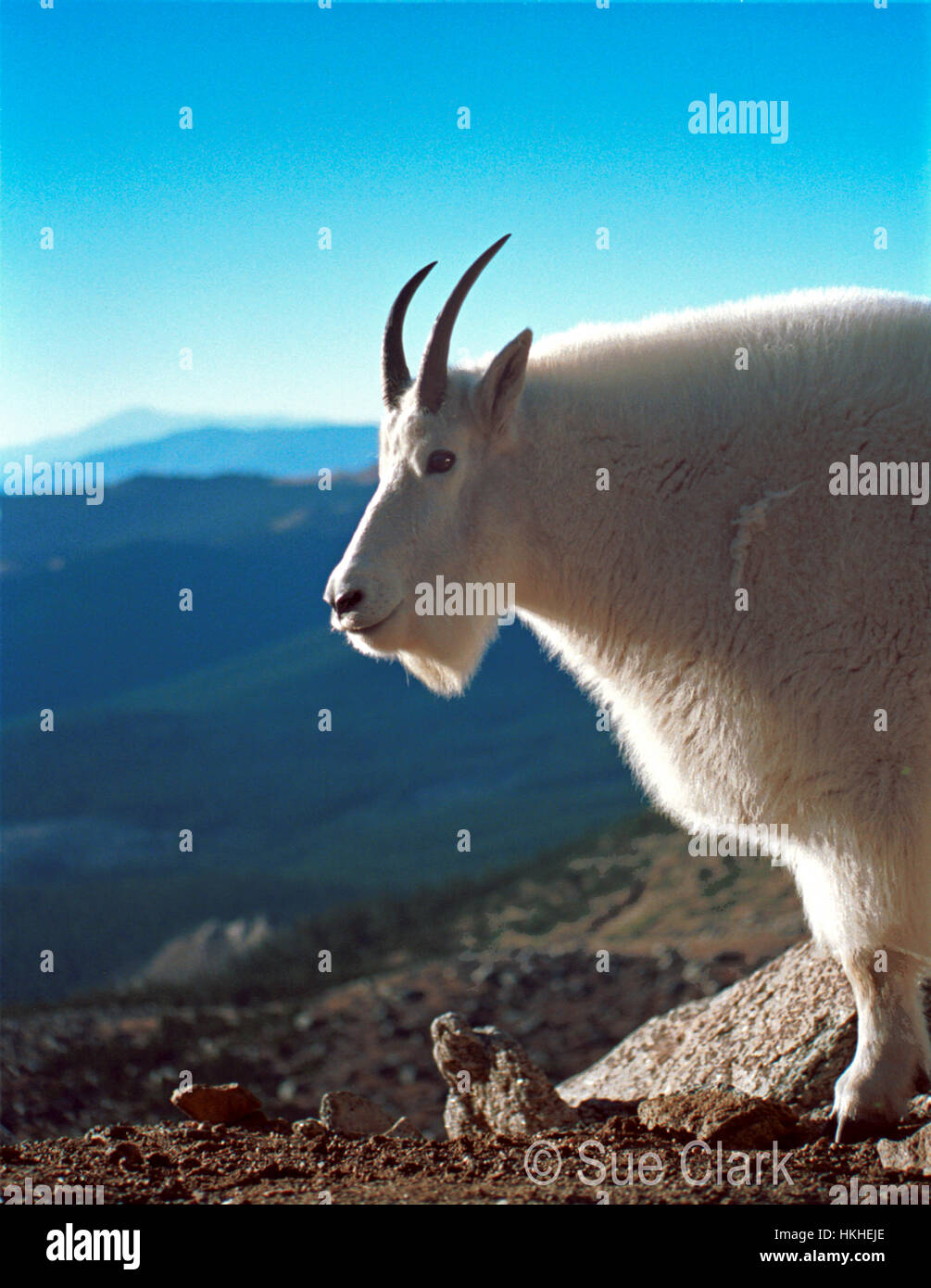 Cabra de montaña alta en las Montañas Rocallosas. Foto de stock
