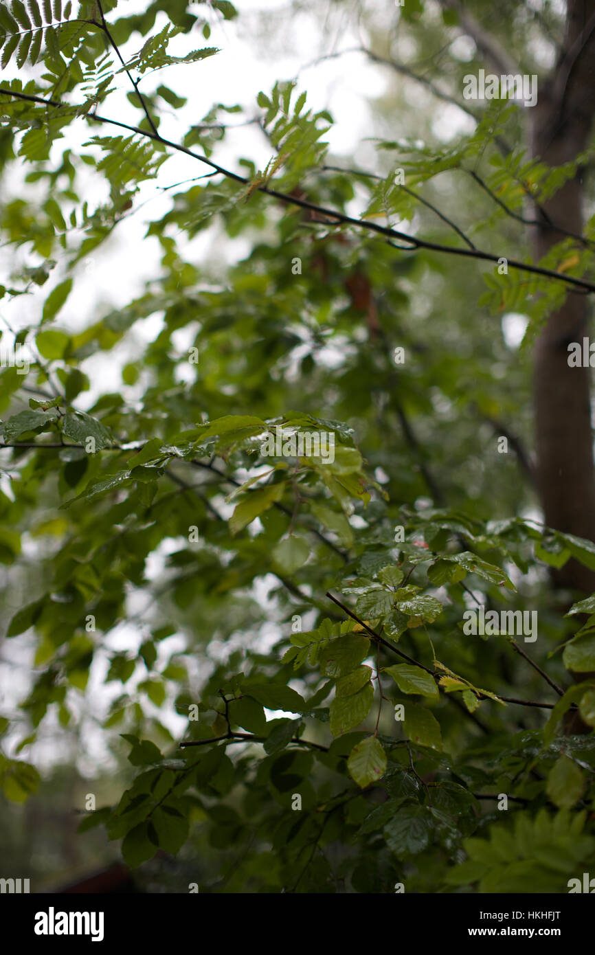 Las hojas frescas en árbol. orgánicos, frágil, jardín, rama. Foto de stock