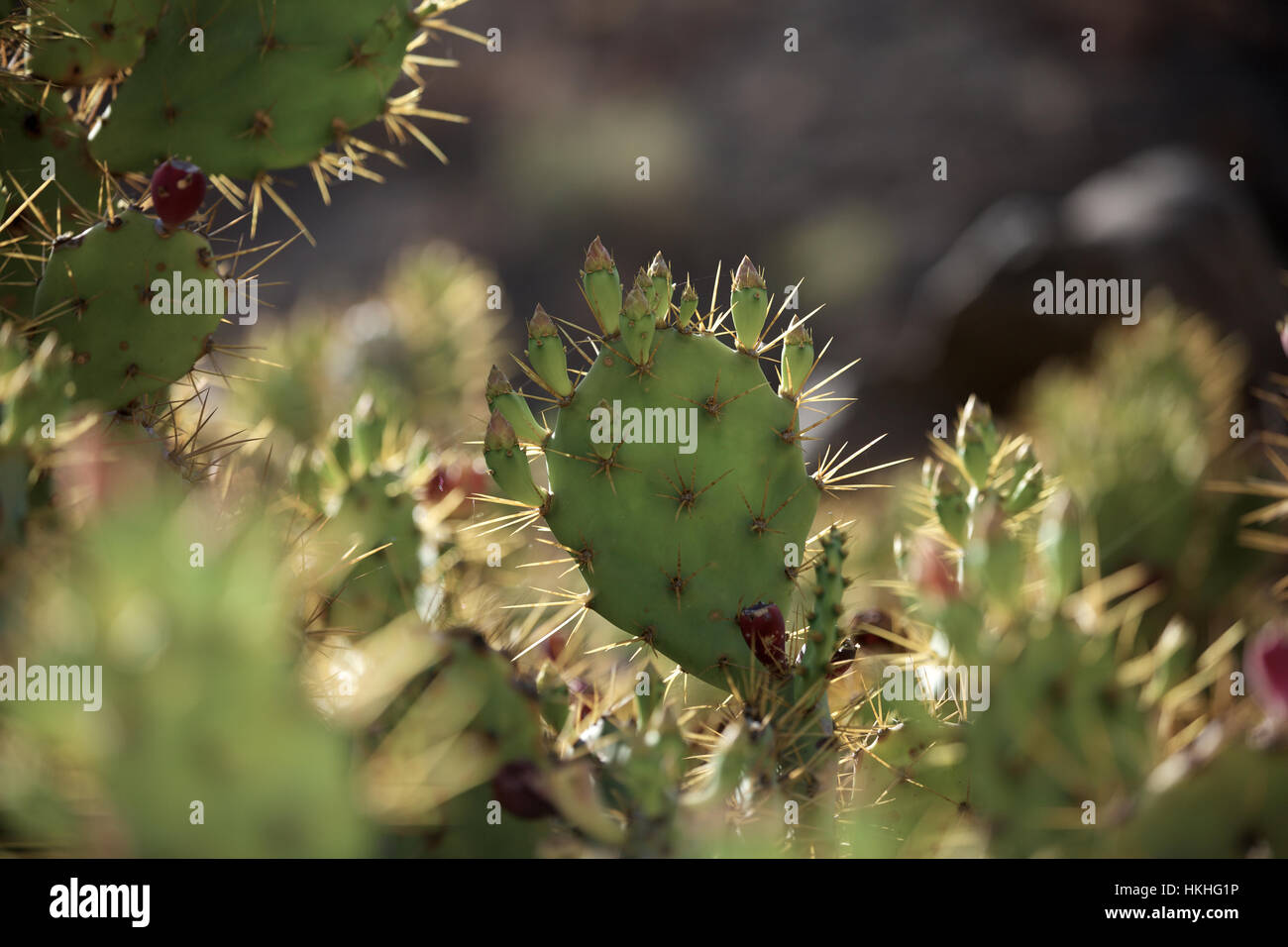 Cactus. las espigas, crecimiento, espina verde. Foto de stock