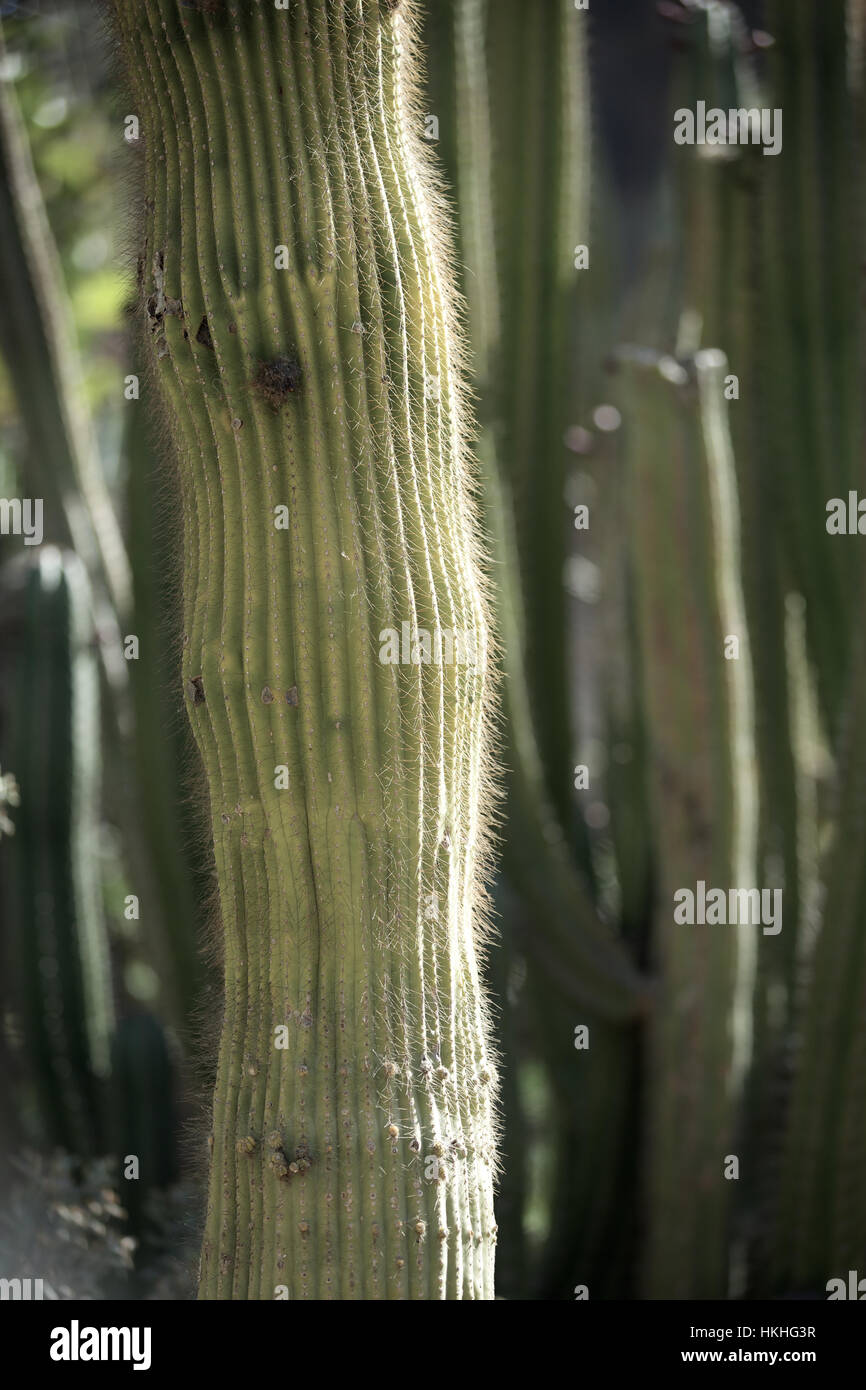 Cactus, Spike, orgánica, la naturaleza, el crecimiento. Foto de stock