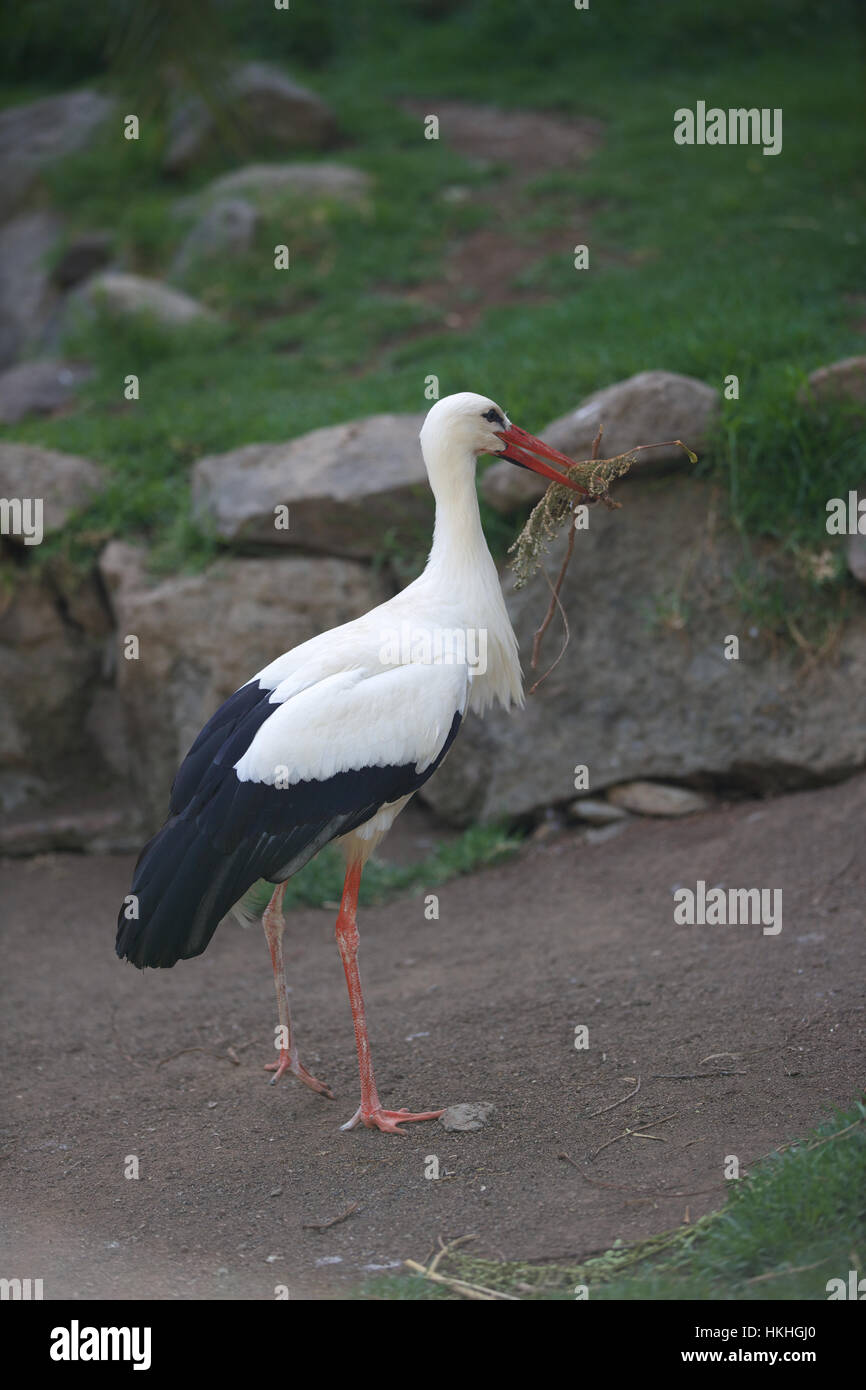 Storch en el zoo. Bird, pico, pata larga, natural. Foto de stock