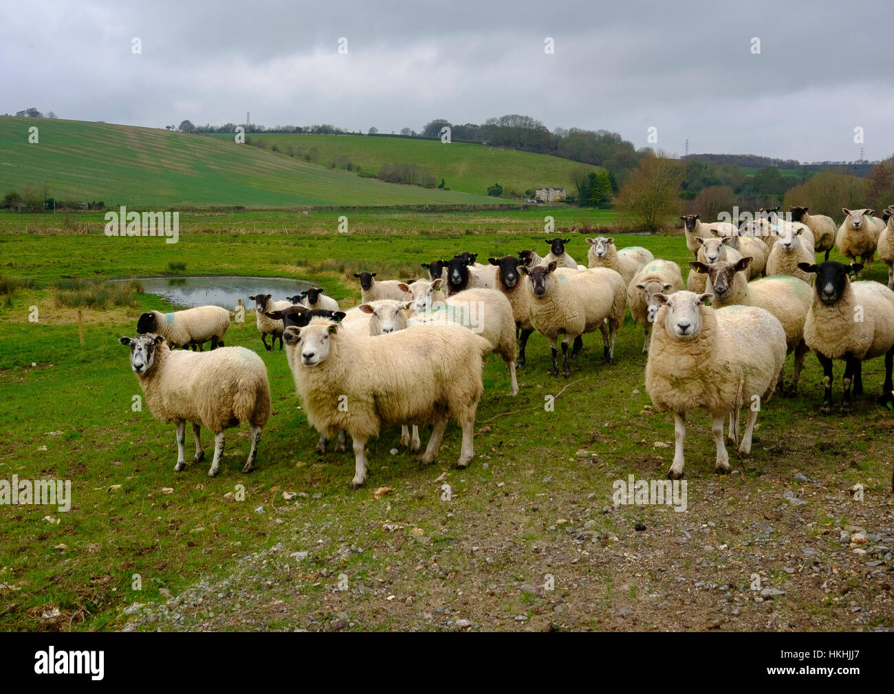 Rebaño de ovejas en un campo en el Stratford Puente justo en las afueras de Salisbury Foto de stock