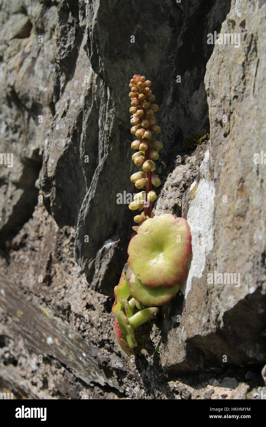 Pequeña planta suculenta creciendo desde el acantilado Foto de stock