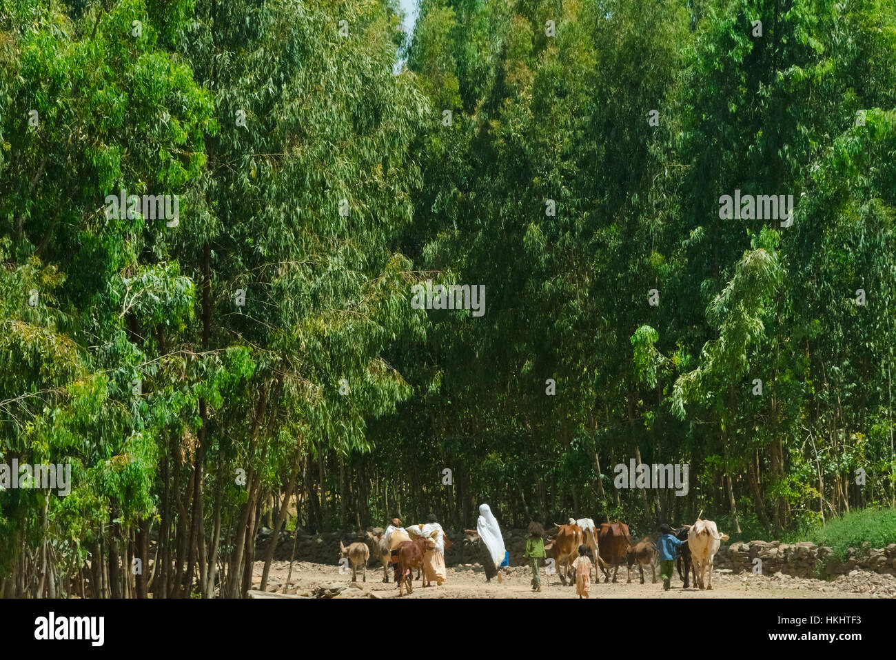 Las personas que viajen con el burro, Axum, Etiopía Foto de stock