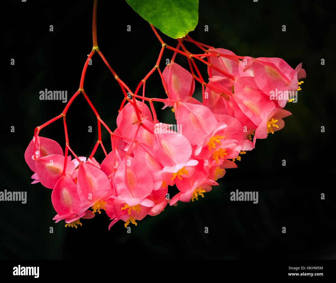 Begonia de ala de angel fotografías e imágenes de alta resolución - Alamy