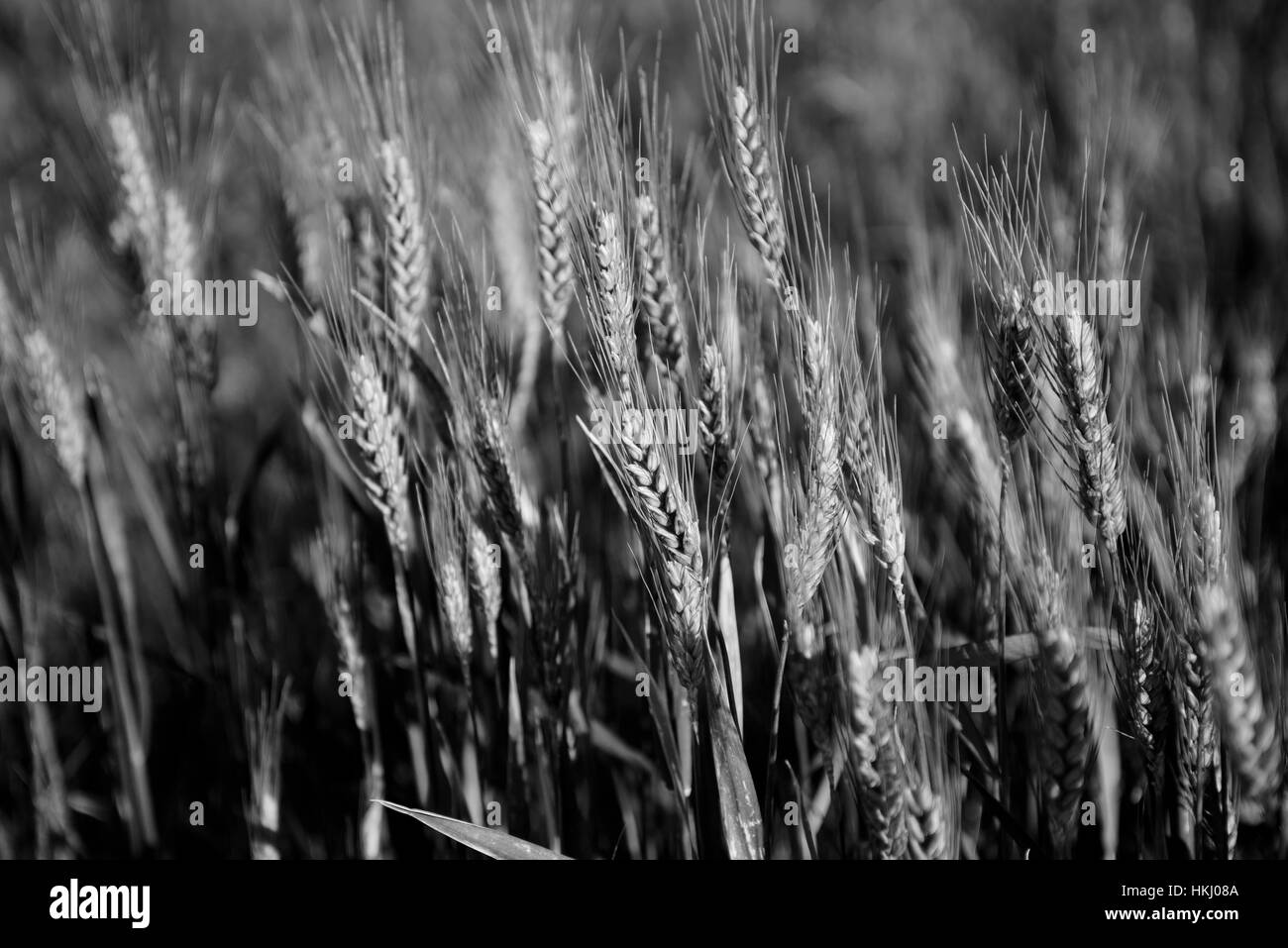 Imagen en blanco y negro de grano de cebada en las ondulantes campos en Palouse Condado de Washington oriental; Washington, Estados Unidos Foto de stock