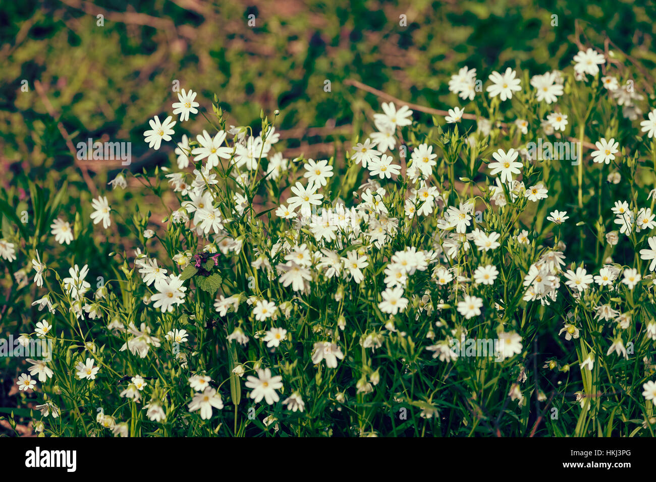 Tipos de flores blancas en la pradera, nota profundidad de campo Fotografía  de stock - Alamy