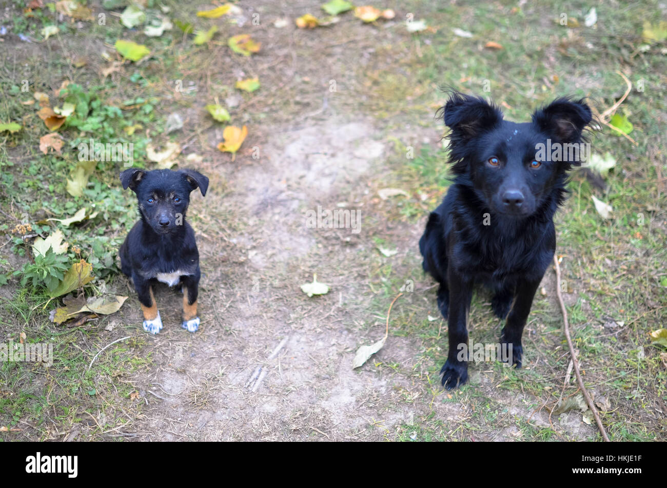 Dos perros negros mirando a la cámara Fotografía de stock - Alamy