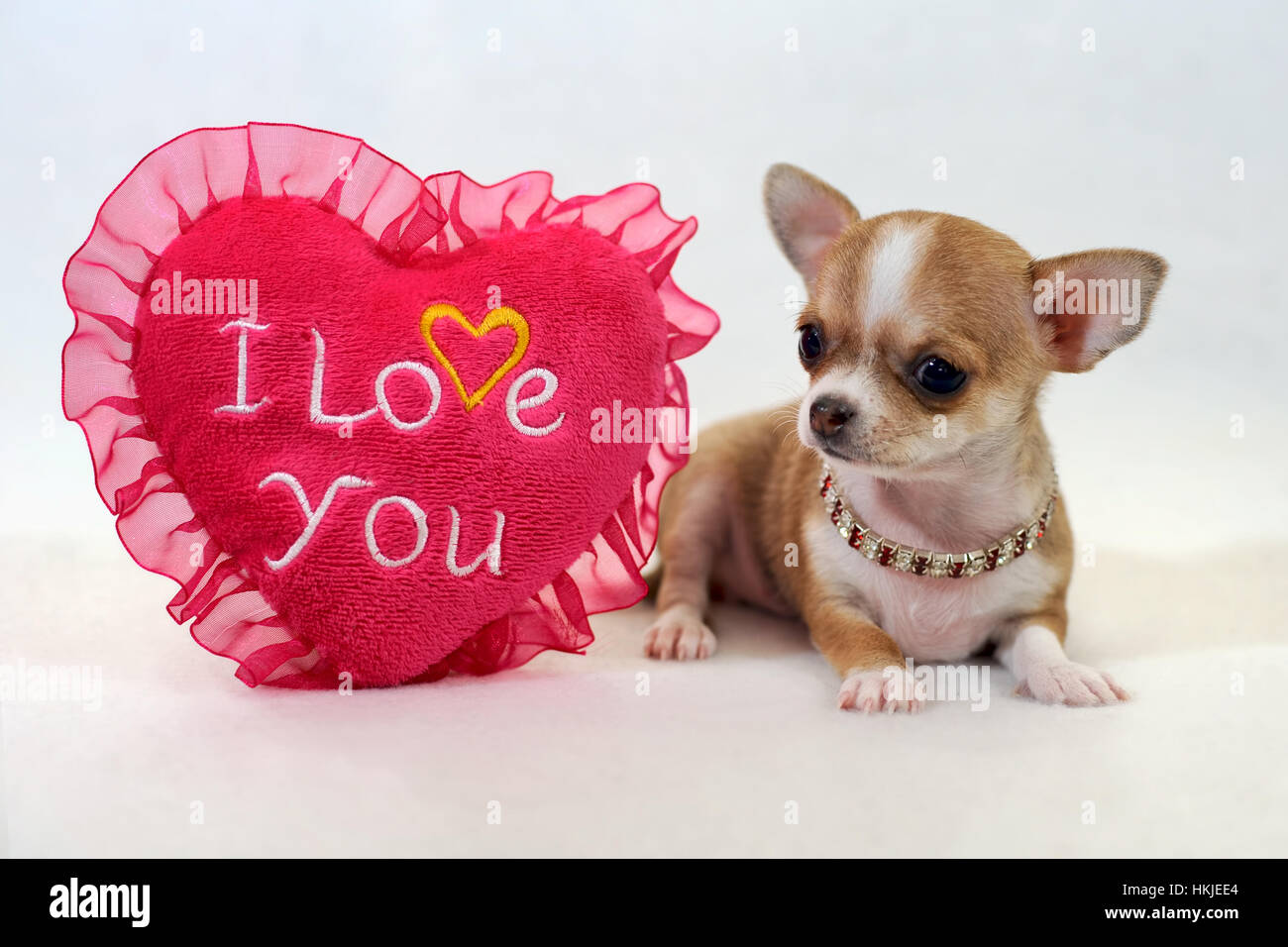 чихуахуа любовь. чихуа устал. люблю чихуа. смешные чихуахуа. чихуахуа я тебя люблю.