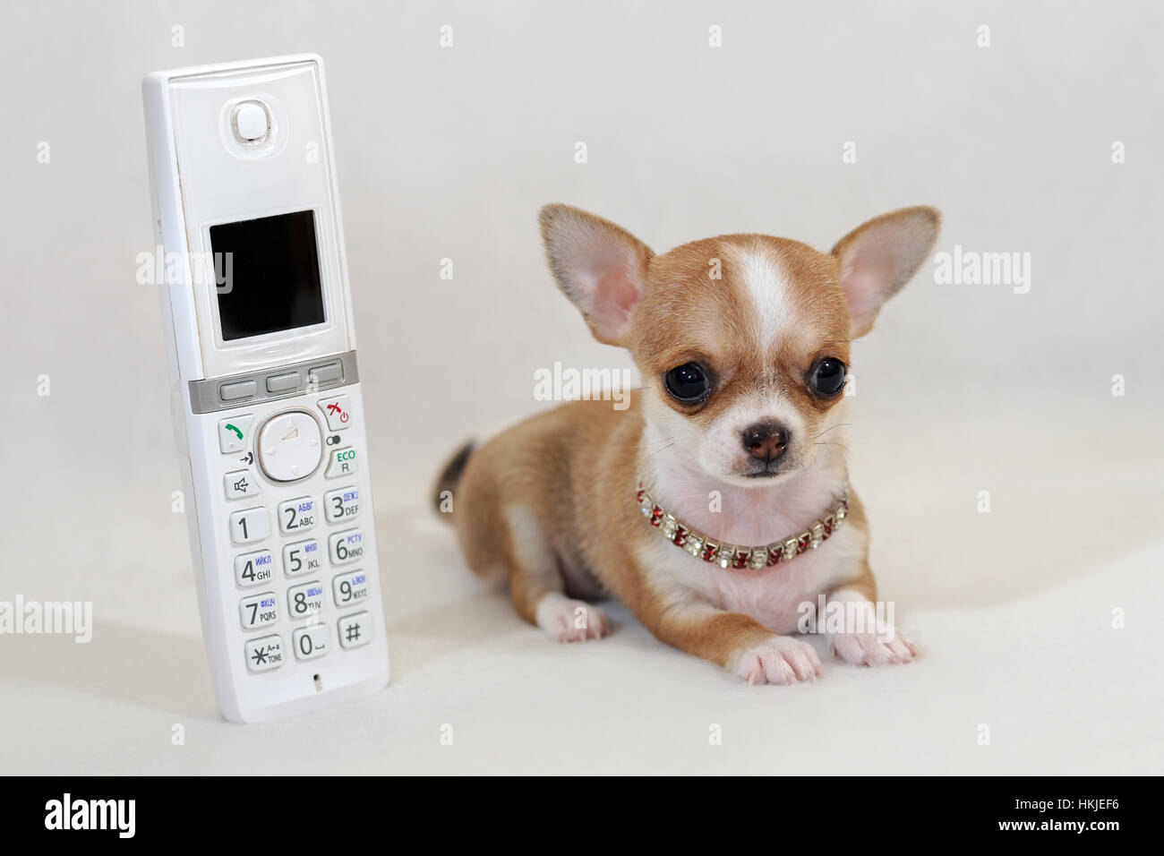 чихуахуа дафни. собачки чихуахуа мини. мини чихуахуа макар. чихуахуа кобби микро. порода собак чихуахуа.