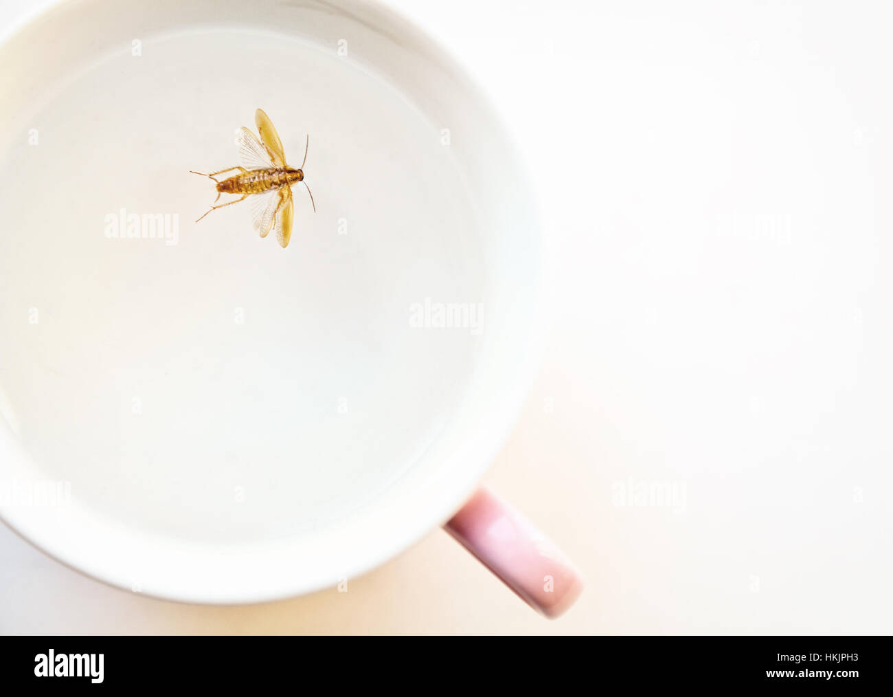 Cucaracha marrón muertos flotando en una taza rosa cerca. Repugnante cucaracha insectos nadando en agua potable macro con espacio de copia Foto de stock
